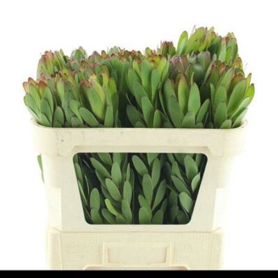 Леукадендрон 'Saf Goldstrik'