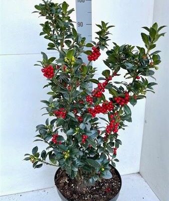 Ілекс 'Mes Heckenfee'