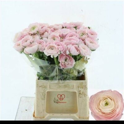 Ранукулюс 'Favola'