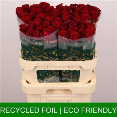 Одноголова троянда 'Explorer'