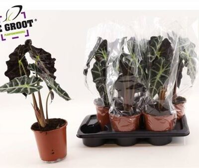 Алоказія 'POLLY'