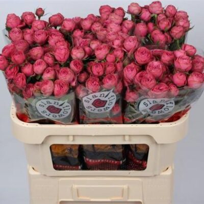 Кущова троянда 'Gra Trendsetter'