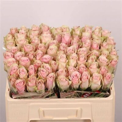 Одноголова троянда 'Pink Athena'