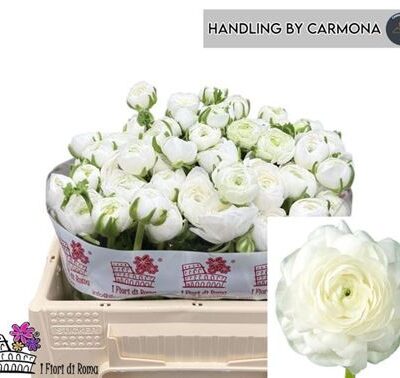 Ранункулюс 'White'