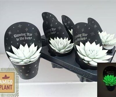 Сукулента 'Miranda'