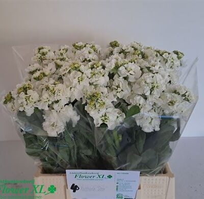 Матіола 'Stox White'