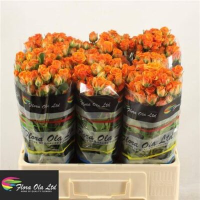 Кущова троянда 'Smashing'