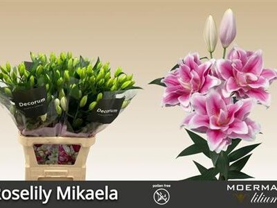 Лілія 'Mikaela'