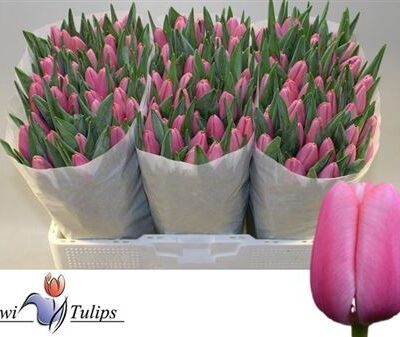 Тюльпан 'Tresor'