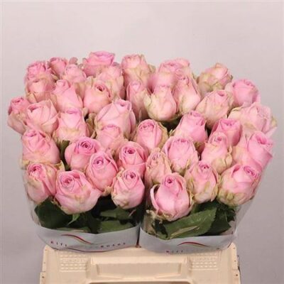 Одноголова троянда 'Heidi!'