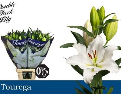 Лілія 'Tourega'