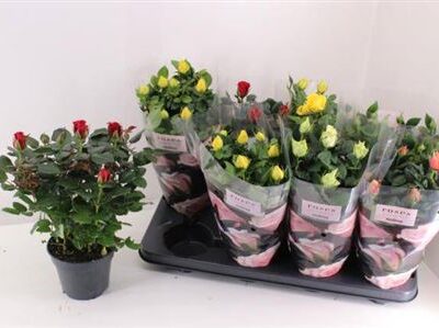 Троянди в горщику 'Gem 5 Srt'