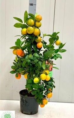 Цитрус 'Limetta'