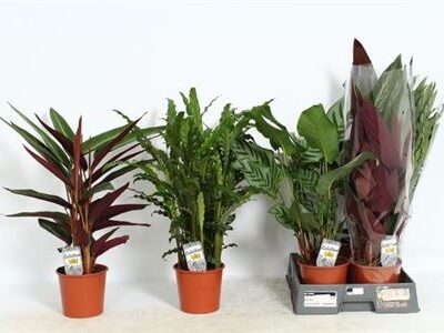 Калатея 'Gem'