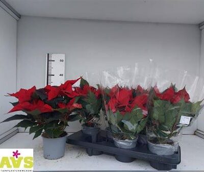 Пуансетія 'Pulcherrim'