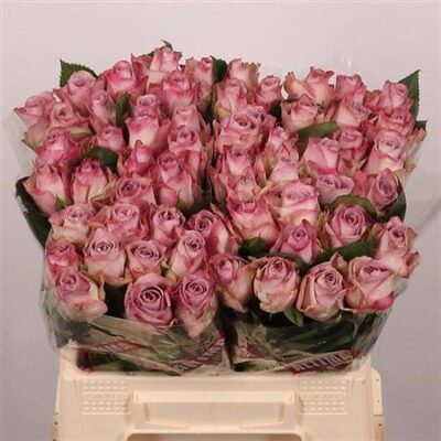 Одноголова троянда 'MEMORY LANE!'