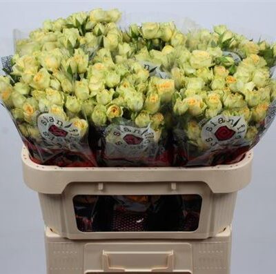 Кущова троянда 'BANDOLERO'