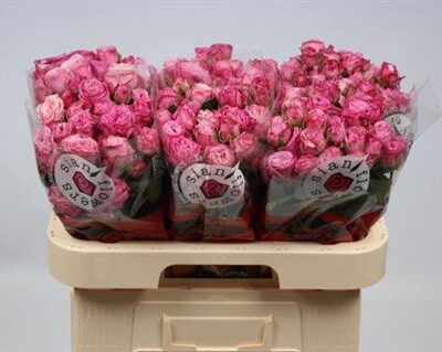 Кущова троянда 'Lady Bombastic'