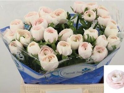 Ранункулюс 'Hanoi'