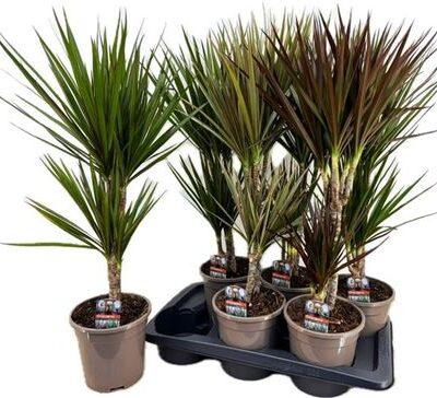 Драцена 'Gem'