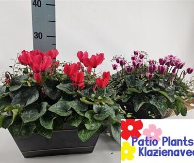 Композиція 'Cyclaam'