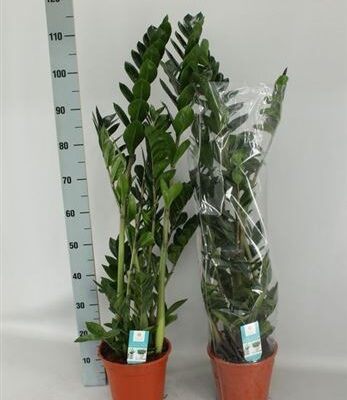 Заміокулькас 'Zamiifol'