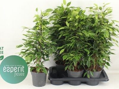 Фікус 'Anastasia'