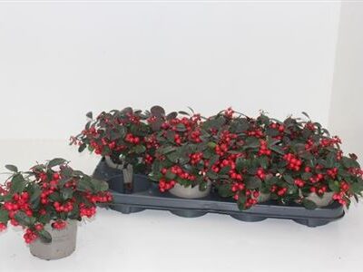 Гаультерія 'Ciao B Red'