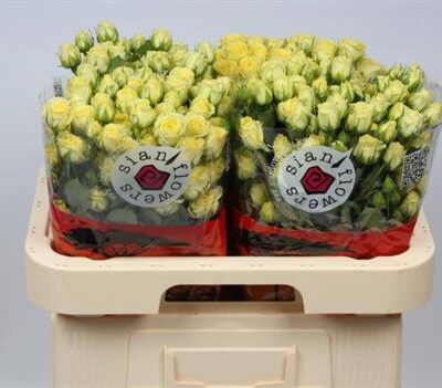 Кущова троянда 'Wedding Invite'