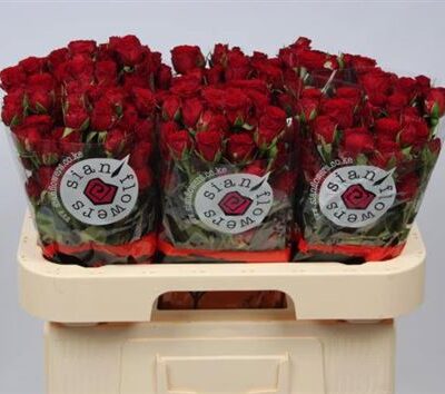 Кущова троянда 'VELVET BLOSSOMS'