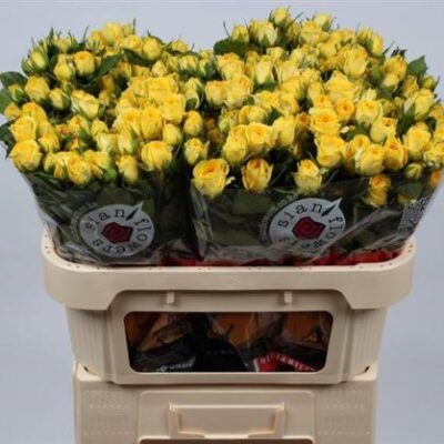 Кущова троянда 'Golden Blossoms'