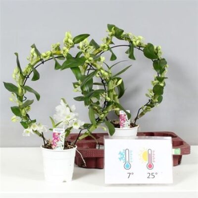 Дендробіум 'Apollon'