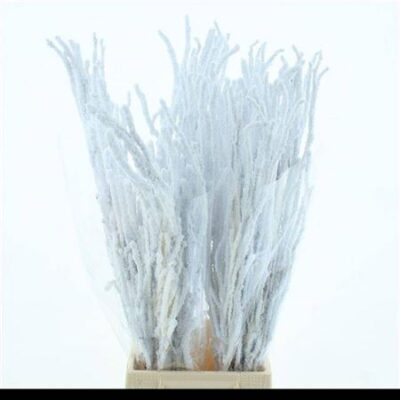 Бетула 'Ov Klb H%'