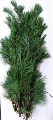 Пінус 'Strobus Bs'