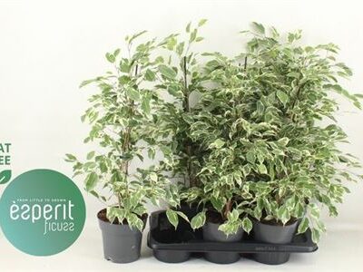 Фікус 'TWILIGHT'