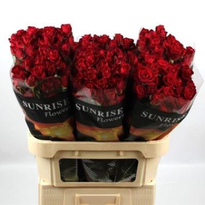 Кущова троянда 'DOMINICA'