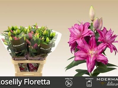 Лілія 'Floretta'