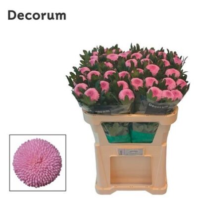 Хризантема 'MOMOKO'