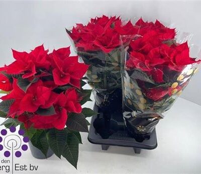 Пуансетія 'Univers'