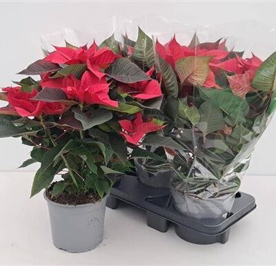 Пуансетія 'Univers'