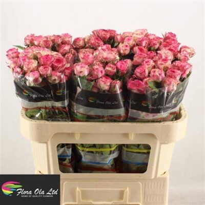 Кущова троянда 'Eyeopener'