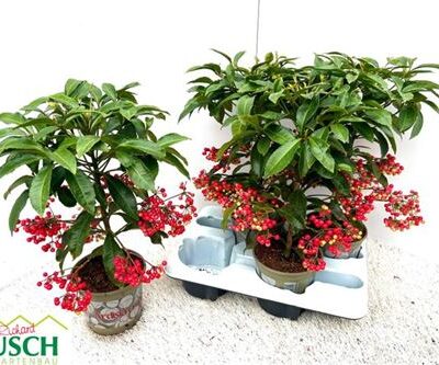 Ардизія 'Crenata'