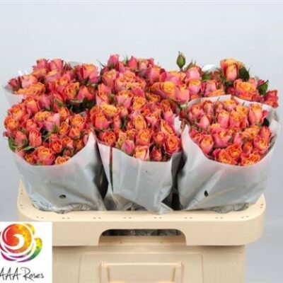 Кущова троянда 'Sonora'