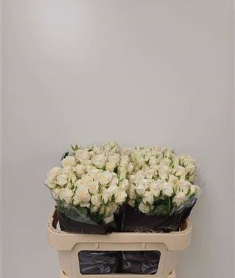 Кущова троянда 'SNOWY BLOSSOMS'