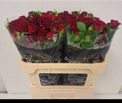 Кущова троянда 'Velvet Blossoms'