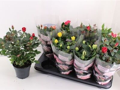 Троянди в горщику 'Gem 6 Srt'