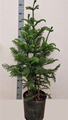 Арауракарія 'Heterophyl'