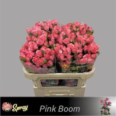 Кущова троянда 'One Top'