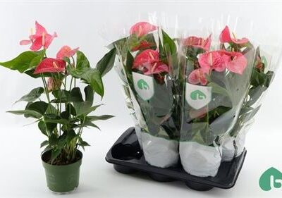 Антуріум 'Maine'