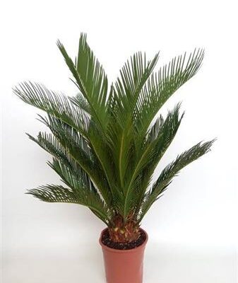 Цикас 'Revoluta'